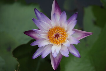 purple lotus white flower water lily in pot zoom in blur background