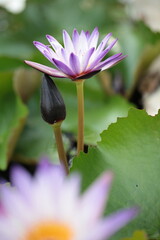 purple lotus white flower water lily in pot zoom in blur background