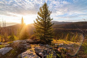 Beautiful Pine At Sunrise