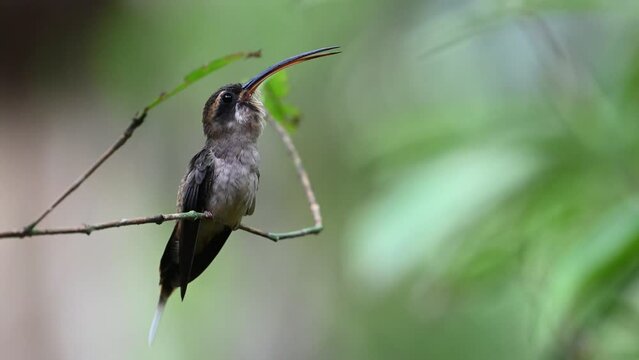 A long billed hermit hummingbird calling and being loud.