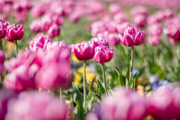 ピンク色のチューリップ