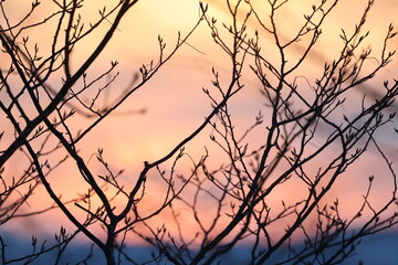 Fototapeta na wymiar 夕焼けと木の枝のシルエット