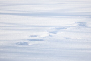 北海道の雪山の新雪に残った野生動物の足跡