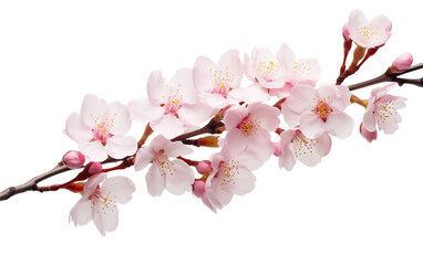 Almond Cherry Blossom Isolated on Transparent Background PNG.