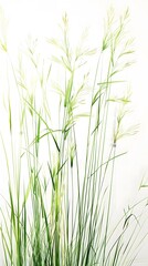 tall grass against a white background