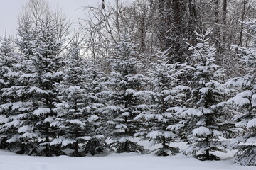	雪が積もった低めの松の木々