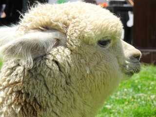 [Peru] Profile of a white alpaca sitting ion the meadow