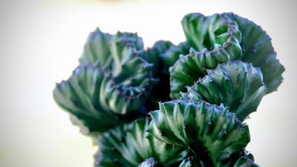 Euphorbia​ Lactea​ Cristata,Euphorbia lactea or Euphorbia lactea