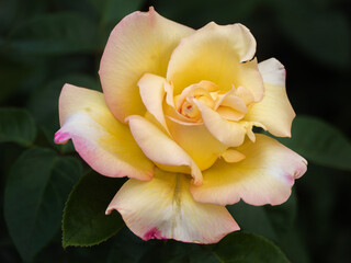 Fototapeta na wymiar Close-Up of a Yellow and Pink Rose in Bloom