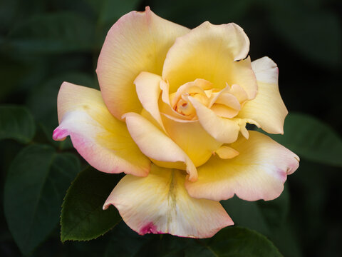 Close-Up of a Yellow and Pink Rose in Bloom © VGV