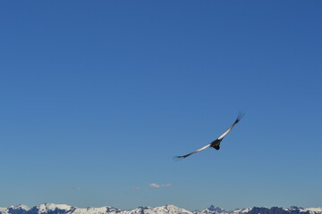 Condor Patagonia Argentina