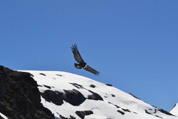 Condor Patagonia Argentina
