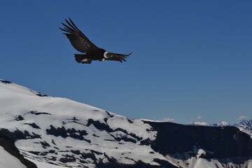 Condor Patagonia Argentina