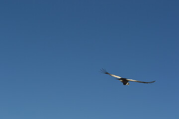 Condor Patagonia Argentina