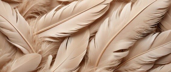 Feathers Close-up Texture background
