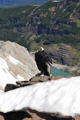 Condor Patagonia Argentina