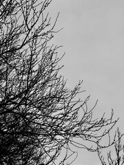 Black and white silhouette of a tree