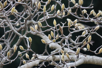 黒背景の沢山のハクモクレンのつぼみ