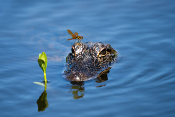 baby gator with dragonfly