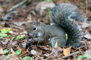 squirrel with a find