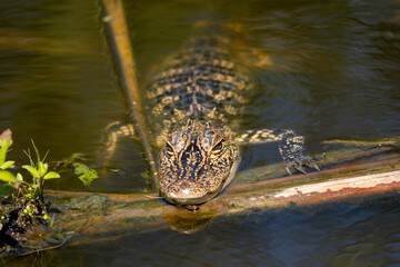 baby alligator