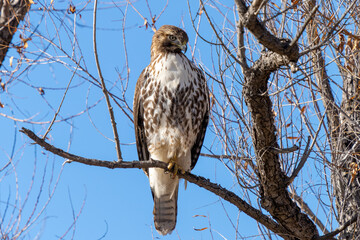 hawk on a branch