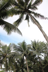 Fototapeta na wymiar Perspective view of coconut palm trees from below
