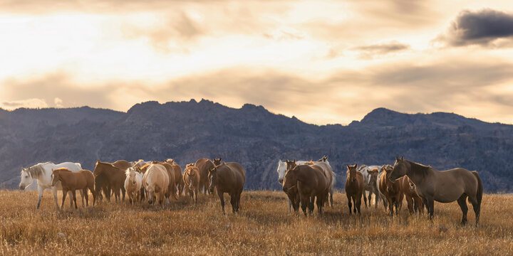 quarter horse Mares and foals horse herd on prairie