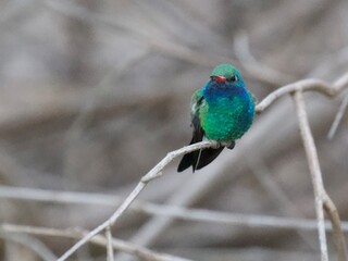 Broad bill Hummingbird