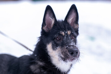  cute shepherd dog puppy close up portrait on leash on white snow forest background