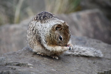 Belding's ground squirrel, scratching face.