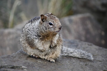 Belding's ground squirrel, chonky and happy.