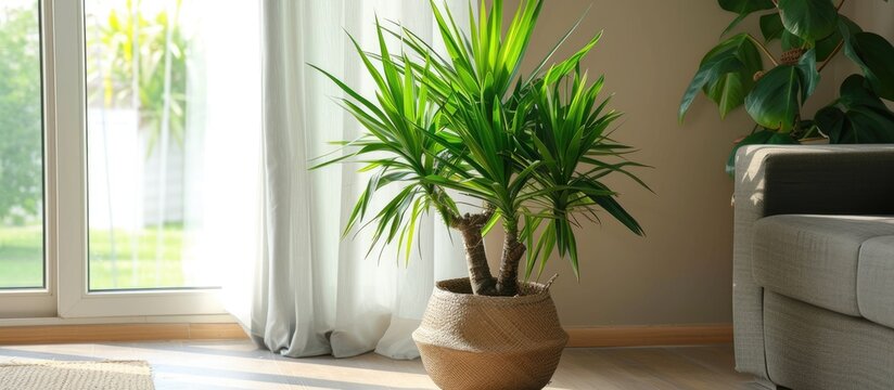 Yucca elephantipes is an attractive indoor plant placed on the floor.