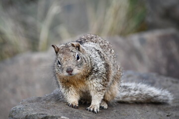 Belding's ground squirrel poised on rock.