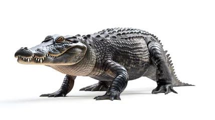 Foto op Plexiglas walking crocodile isolated on white background © thewet
