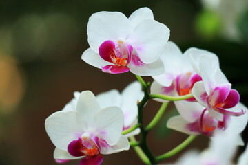 Fototapeta na wymiar 白い蘭の花