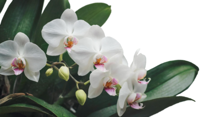 コチョウラン　純粋な愛　幸福