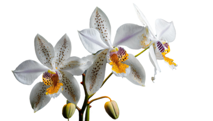 コチョウラン　純粋な愛　幸福