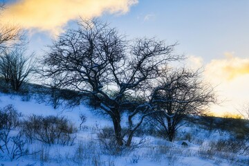 冠雪の八ヶ岳連峰の霧ヶ峰高原の樹木
