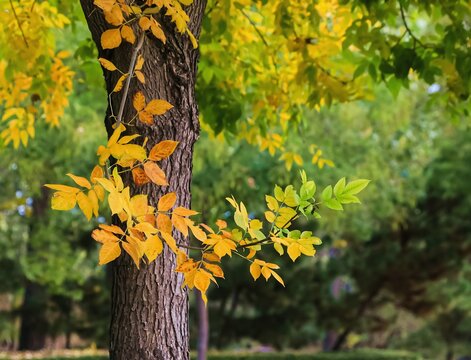 The autumn leaves of the ash tree are beginning to turn golden yellow.