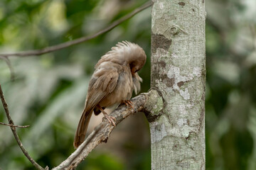 Yellow billed babbler