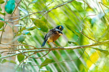 Myna