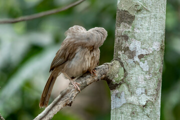 Yellow billed babbler