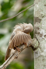 Yellow billed babbler