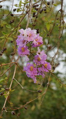 Lagerstroemia floribunda flower on tree in garden