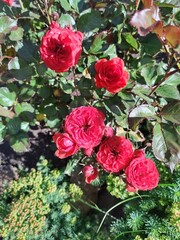 Patagonia naturaleza lagos monta&ntilde;as