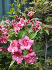 Patagonia naturaleza lagos monta&ntilde;as