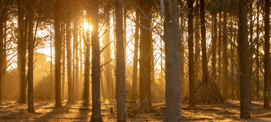 Wanneroo Pine Plantation in Perth, Western Australia at sunset with sunlit trees and sun beams. Stick tent in nature. Concept of outdoors, explore, beautiful nature, outside, trees, serene, beautiful