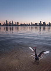 one black swan flapping wings on swan river in Perth, Western Australia. Early morning, still water, blue clear skies, slow morning with city skyline purple sky, ripples