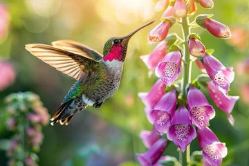  a male humming bird hovering near a foxglove flower, close-up shot, high detail, motion blur, amazing sunlight © JetHuynh